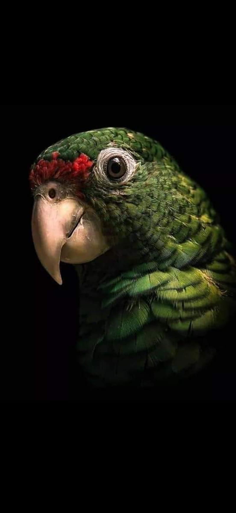 Loro, birds, parrot, parrots, HD phone wallpaper