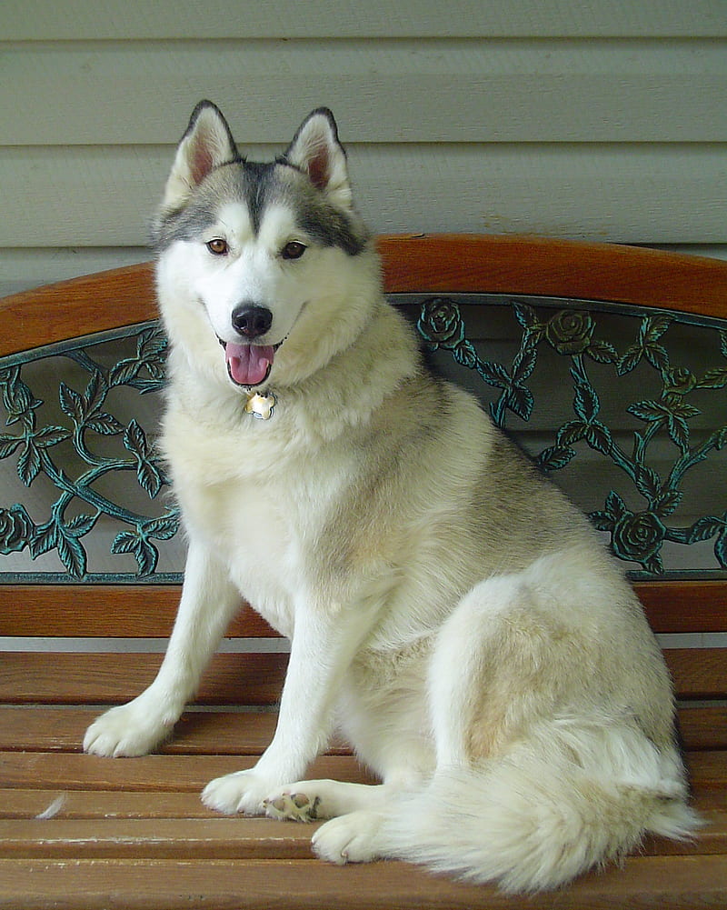 Siberian Husky, animal, cute, dog, pets, sitting, wolf, HD phone wallpaper