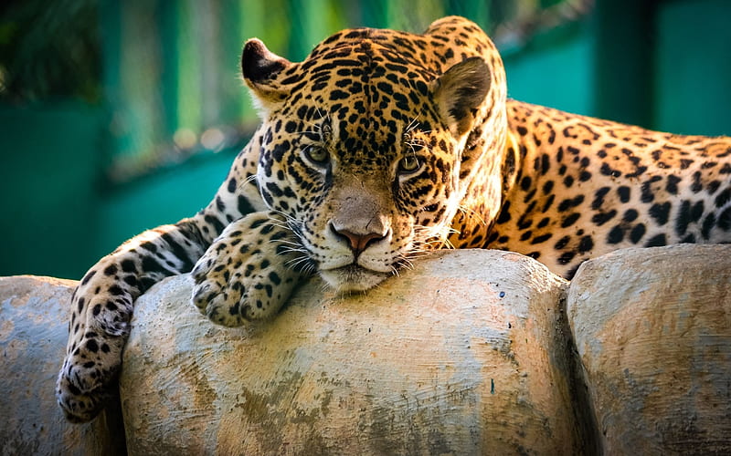 predator, wild cat, leopard, HD wallpaper