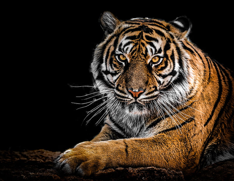Tiger Closeup, tiger, animals, closeup, HD wallpaper