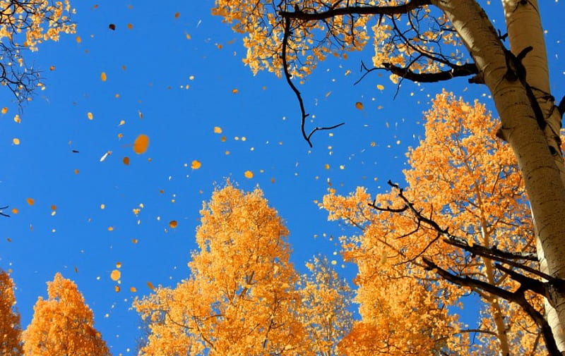 AUTUMN SKY, fall, autumn, trees, seasons, skies, leaves, gold, windy, blue, HD wallpaper