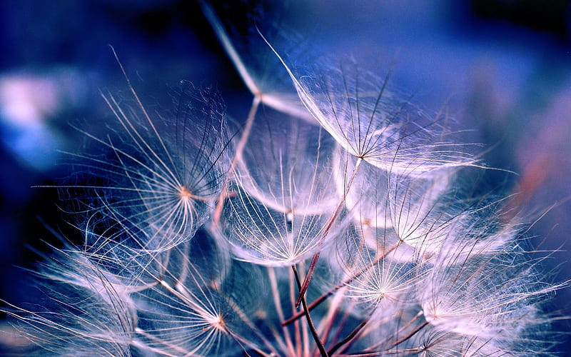 Dandelion Seeds-High quality, HD wallpaper
