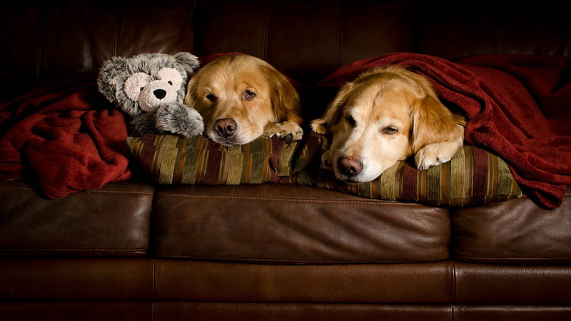 Sleep time!, sleep, time, toy, caine, golden retriever, animal, funny, teddy bear, sofa, couple, dog, HD wallpaper