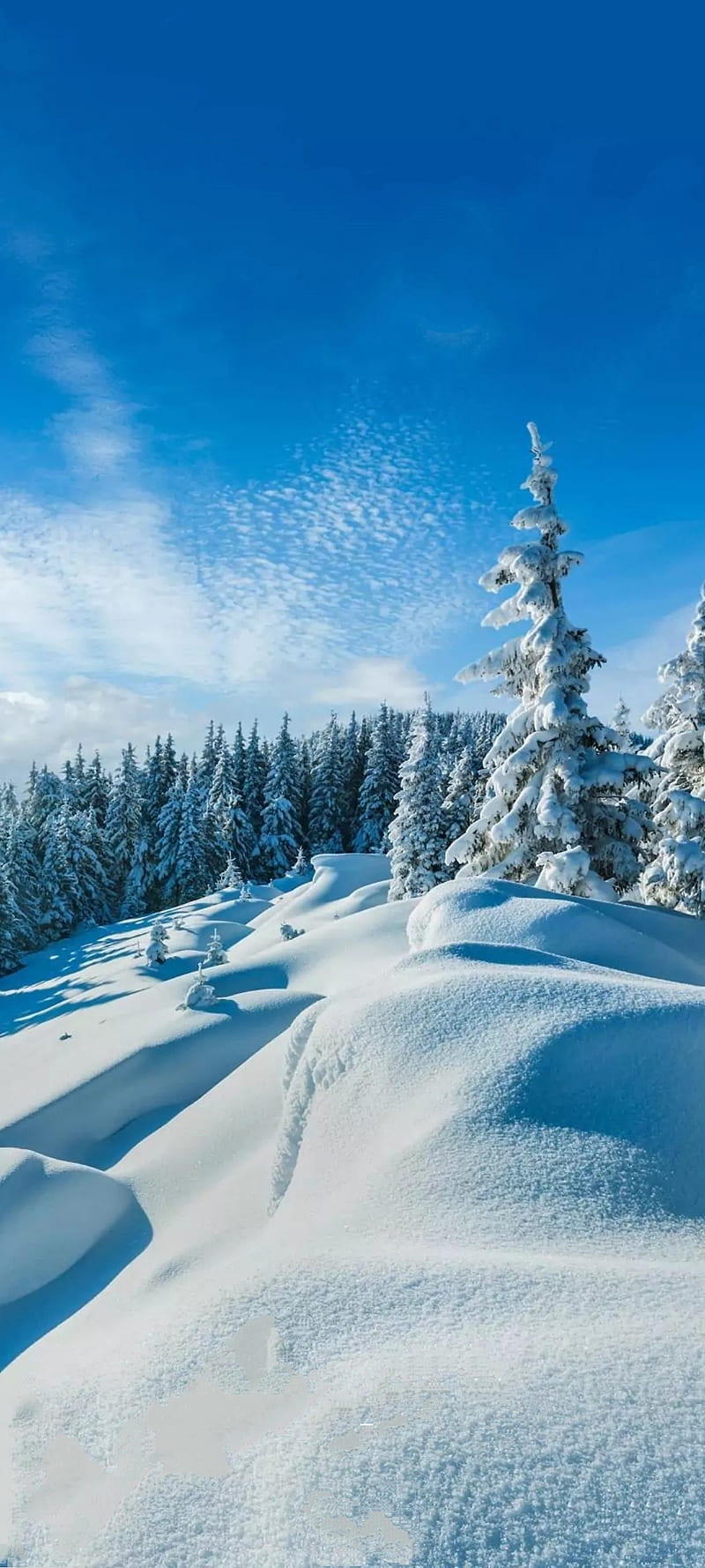 Snowland, nature, snow, snowfall, HD phone wallpaper
