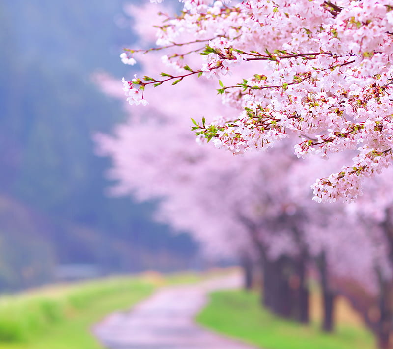 Sakura Path, path nature, pink beautiful, sakura blossom, spring, HD wallpaper