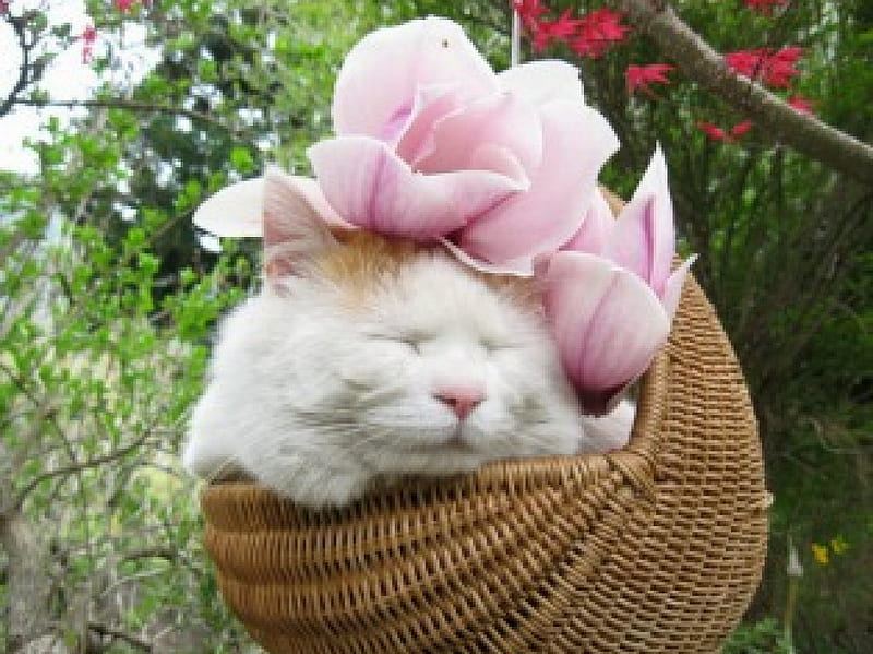 Cat with pink petals, cute, pet, basket, petals, funny, cat, animals ...