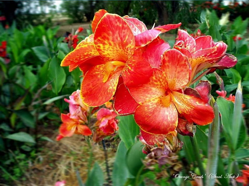 Orange Crush Canna Lilies, canna lilies, garden, flowers, HD wallpaper