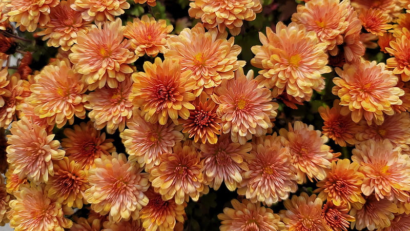 Yellow Orange Chrysanthemum Flowers Flowers, HD wallpaper