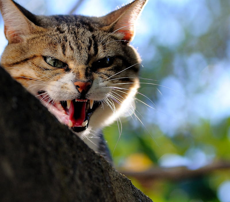 Don't come near me, pet, warning, cat, angry, HD wallpaper