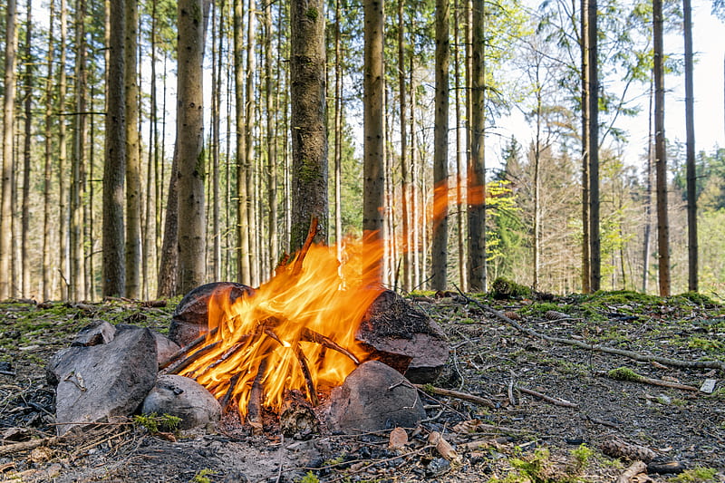camping, bonfire, firewood, flame, forest, trees, HD wallpaper