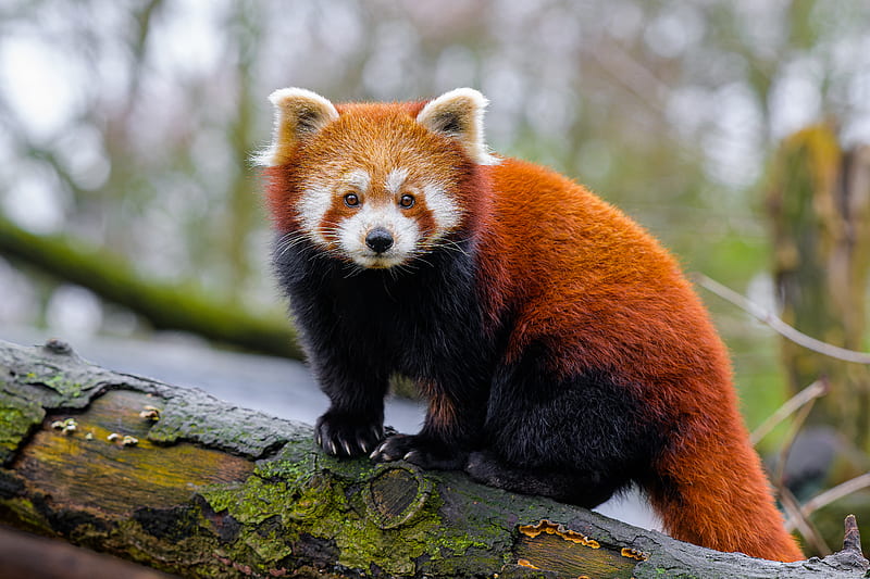 red panda, paws, tree, bark, animal, HD wallpaper
