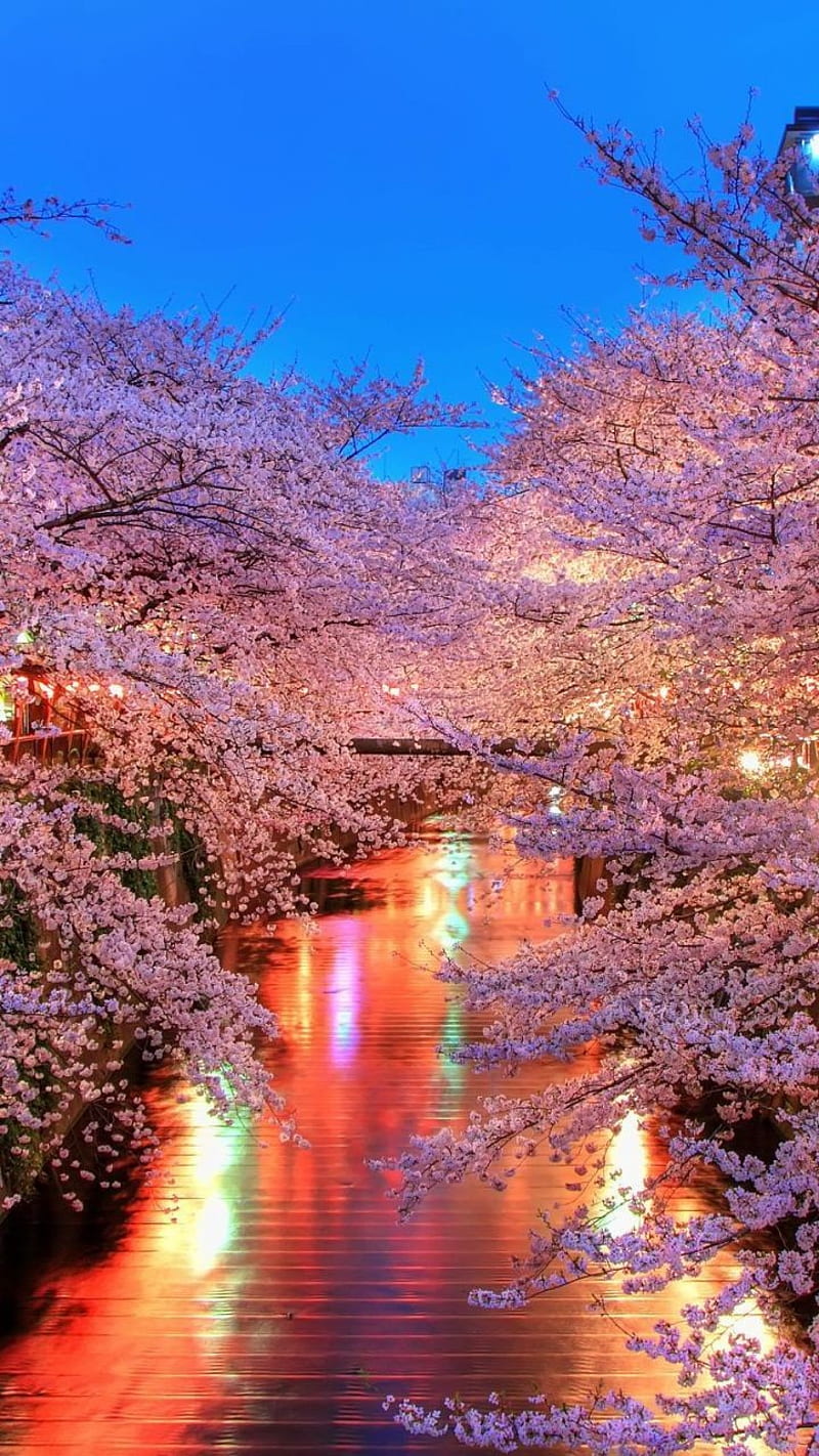 Cherry blossom, japan, graphy, pink, flowers, river, aesthetic, pretty,  bonito, HD phone wallpaper | Peakpx