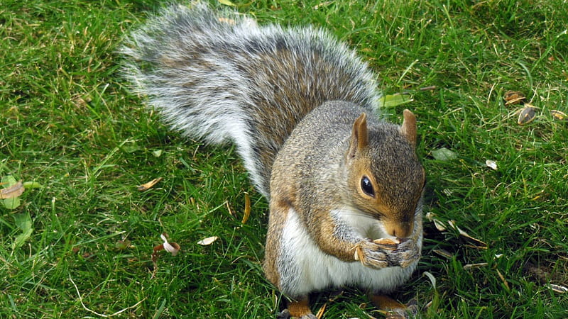 Nibbling Nuts, Cute, Nuts, Animal, graphy, Squirrel, Rodent, HD wallpaper