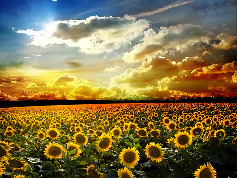 Sunflowers Field, pretty, colorful, sun, orange, yellow, bonito, sunset, magic, clouds, splendor, sunflowers, flowers, beauty, sunrise, amazing, lovely, view, sunlight, colors, sunflower, sky, sunrays, rays, peaceful, nature, field, landscape, HD wallpaper