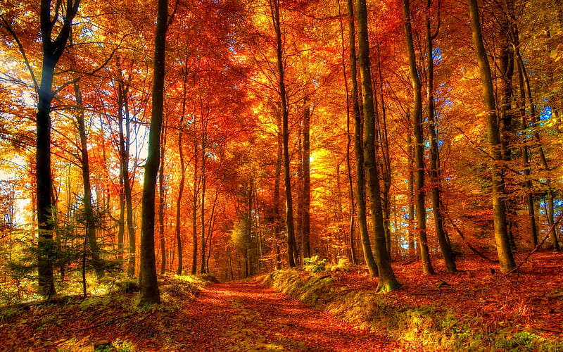 Path in the forest, fall, autumn, glow, falling, bonito, foliage ...
