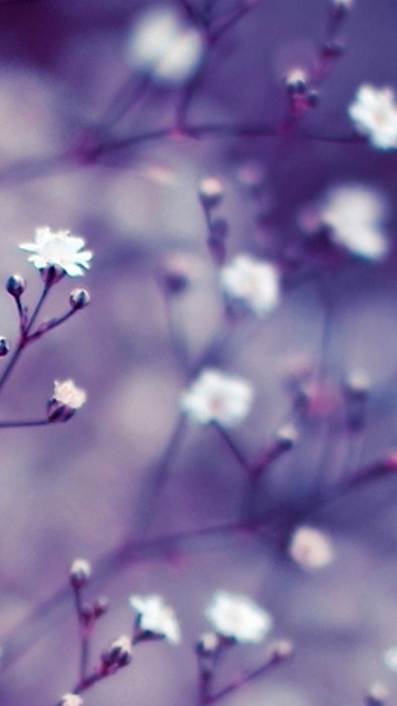 Little white flowers , little white flowers, purple, blur, nature, HD phone wallpaper