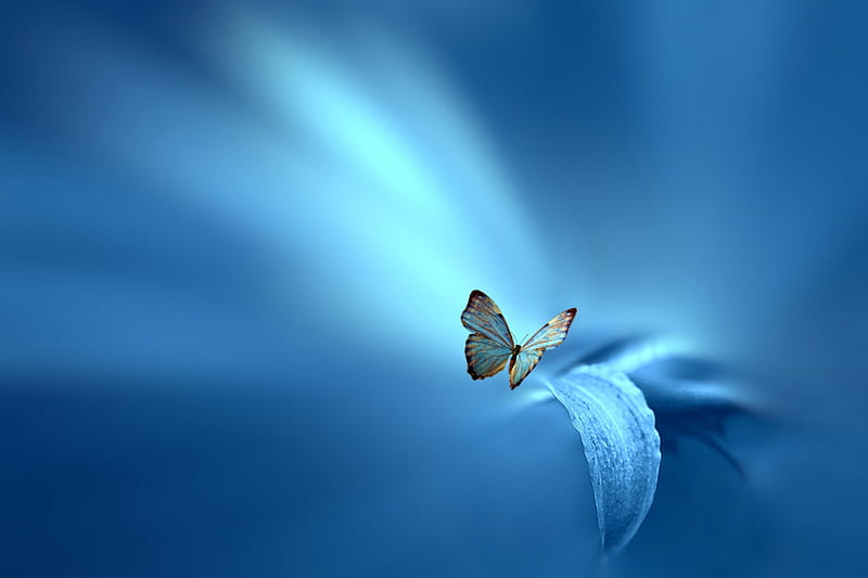Butterfly, Petals, Blue, Flower, HD wallpaper | Peakpx