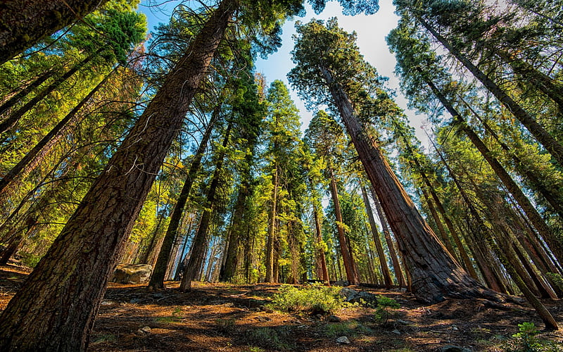 Sequoia, forest, tall trees, summer, Sequoia and Kings, National Park, USA, HD wallpaper