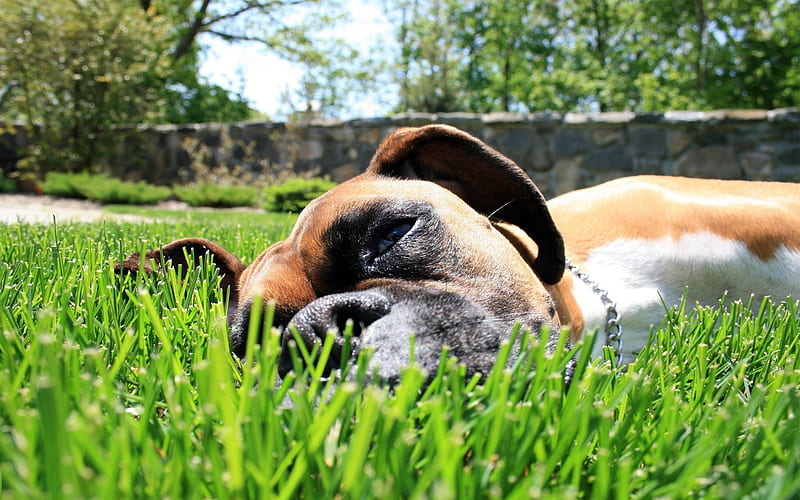 worn out, boxer, graphy, nature, dog, animal, HD wallpaper