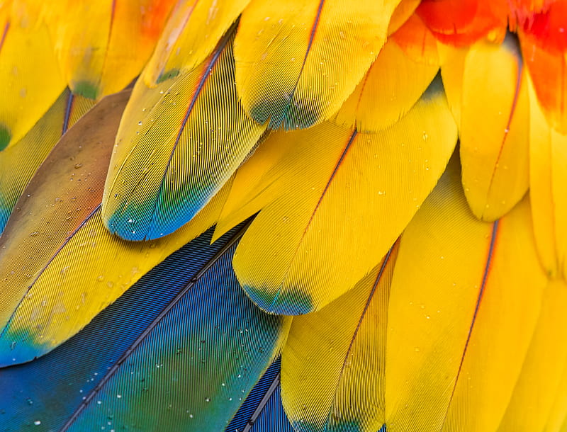 yellow blue and red birds of paradise flower, HD wallpaper