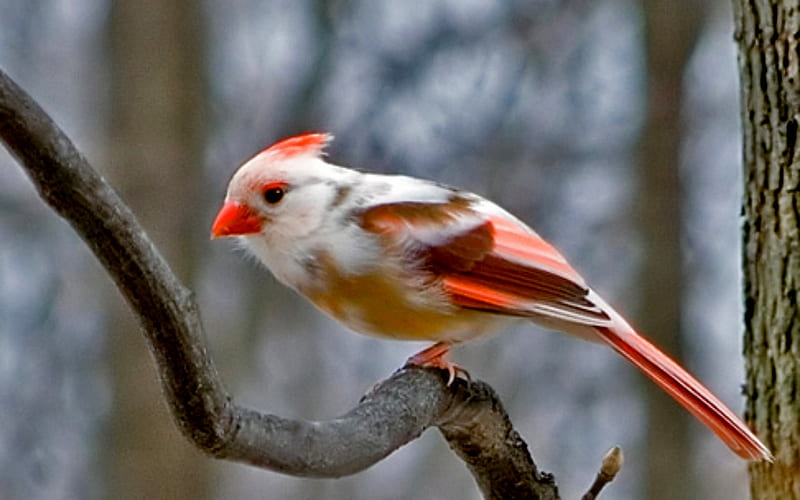 Pied Northern Cardinal, BIrds, Pied, Carndinal, Northern, Part albino Pied northern cardinal, HD wallpaper