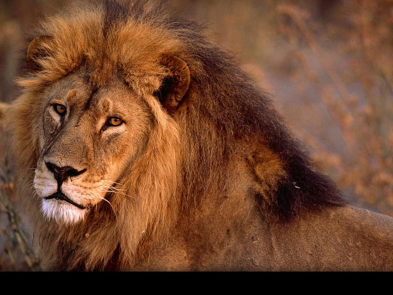 African lion closeup, beast, wildlife, lion, animal, HD wallpaper