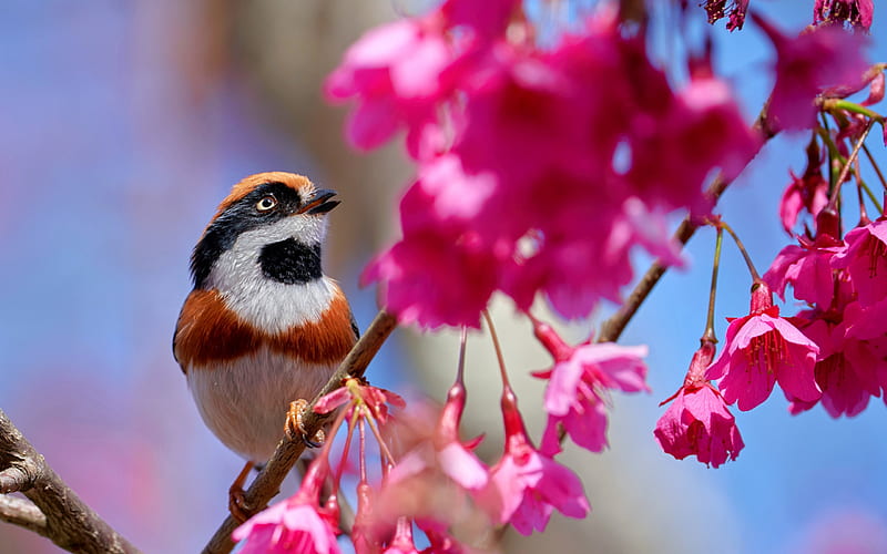 Long-Tailed Tit, long tailed tit, blossom, bird, flower, pitigoi, spring, pink, blue tit, pasari, HD wallpaper