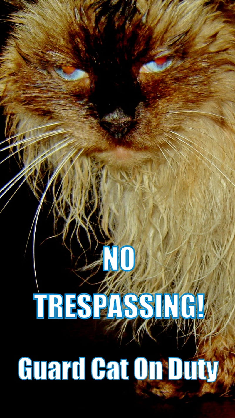 No Trespassing Cat, angry, back off, cat, do not touch, duty, feline, fun, funny, guard cat, kitty, lock screen, locked, look, mad, mean, mine, my phone, private, sayings, stay away, threat, warning, HD phone wallpaper