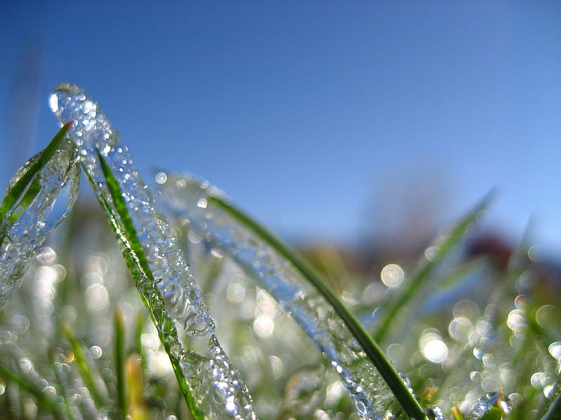 cold morning, green, grass, macro, ice, spring, HD wallpaper