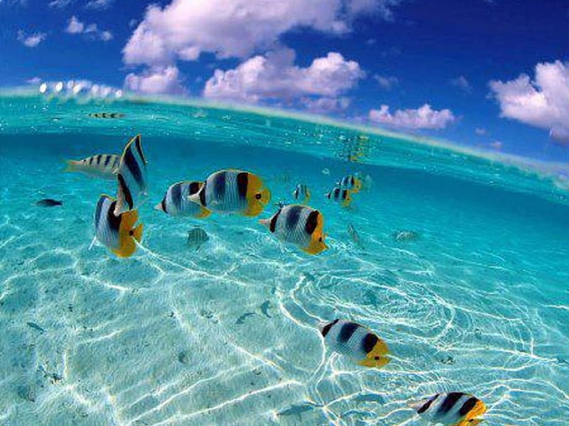 Brightly Colored Fish Swimming In A Dark Blue Water Background