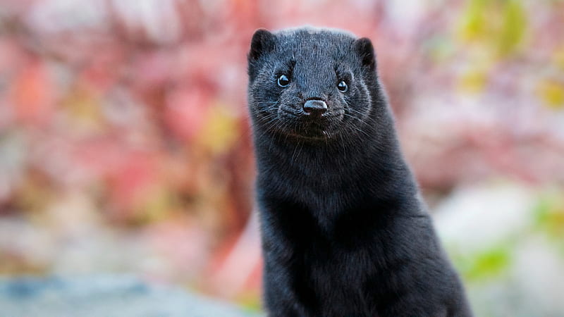 Black Ferret With Stare Look In Colorful Blur Background Ferret, HD wallpaper