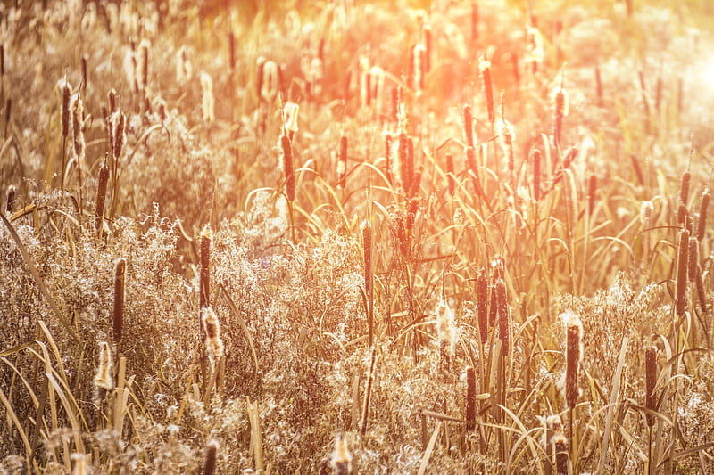 sunlight, straw, wheat, plants, field, farm, Nature, HD wallpaper