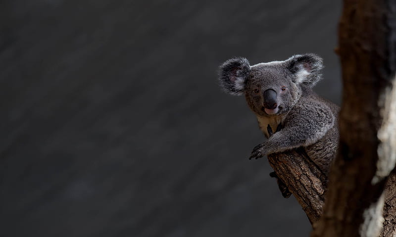 Koala Background Koala  Koala Bear Baby Koala HD wallpaper  Pxfuel