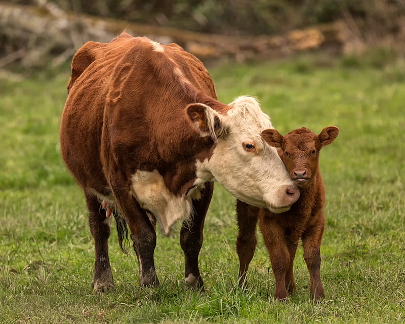 :), cute, cow, vitel, brown, vaca, baby, mother, animal, HD wallpaper