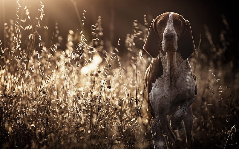 English Pointer, sunset, evening, brown dog, pets, autumn, HD wallpaper