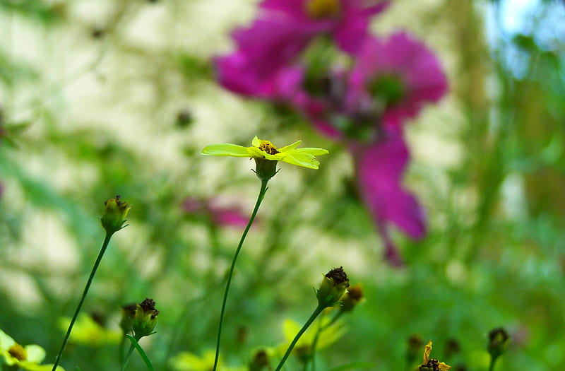 Flower closeup, golf, course, flower, coreopsis, garden, sunflower, bonito, field, HD wallpaper