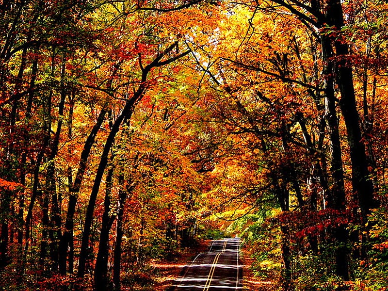 maine forest, forest, autumn, colors, bonito, trees, highway, leaves, color, nature, maine, street, landscape, HD wallpaper
