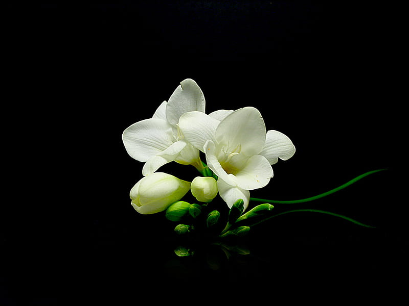 sia, flower, simple, white, HD wallpaper
