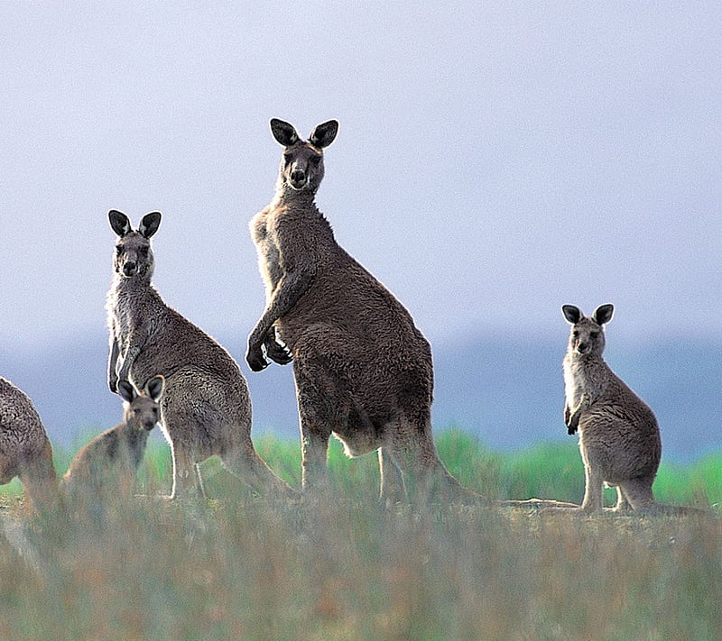 Kangaroo, aroo, kang, HD wallpaper