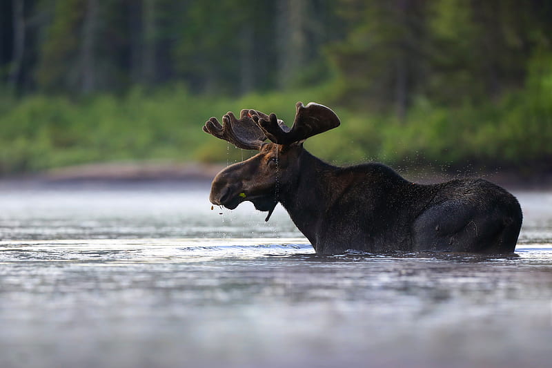 Animal, Moose, Wildlife, HD wallpaper