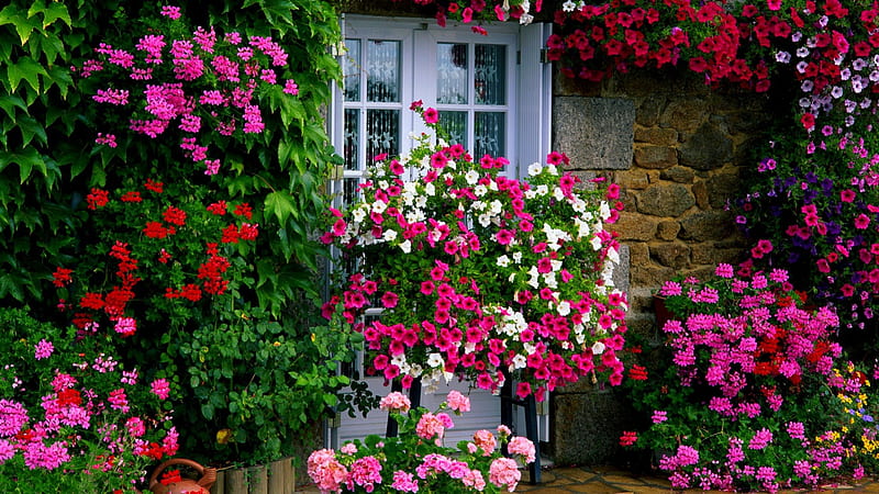 FARM HOUSE GARDEN, farm, house, flowers, colors, garden, spring, HD wallpaper