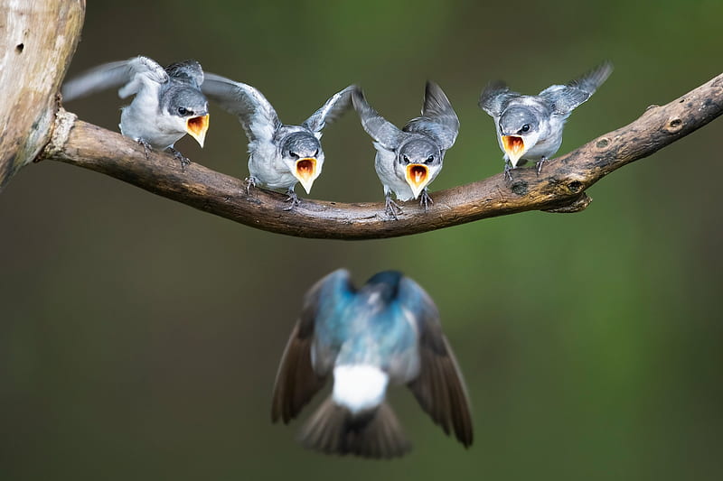 American Mangrove Swallow, cute, angry bird, bird, pasari, funny, rindunica, chicks, HD wallpaper