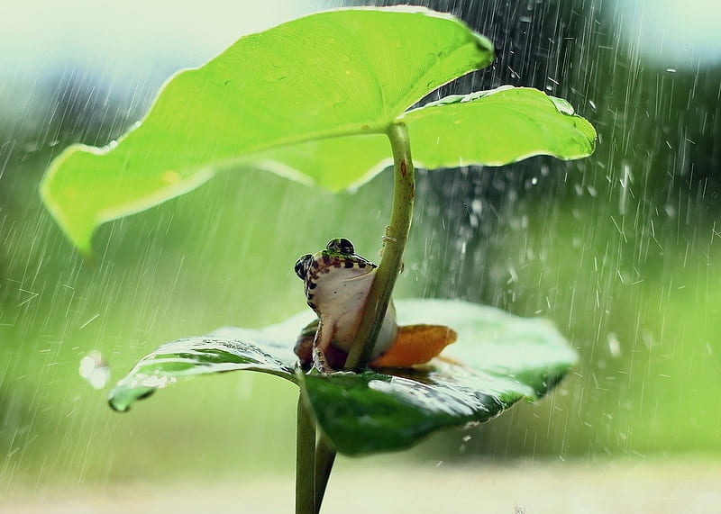 keeping dry, frog, rain, animal, leaf, HD wallpaper