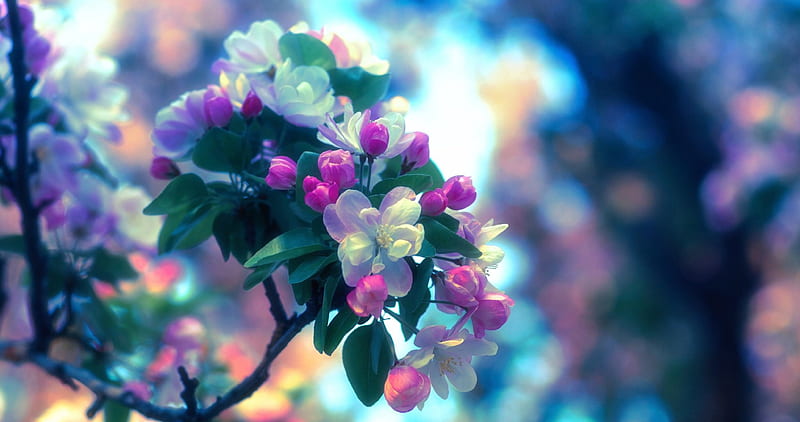 Apple Flowering, Spring, buds, apple tree, flowers, nature, branch, HD wallpaper