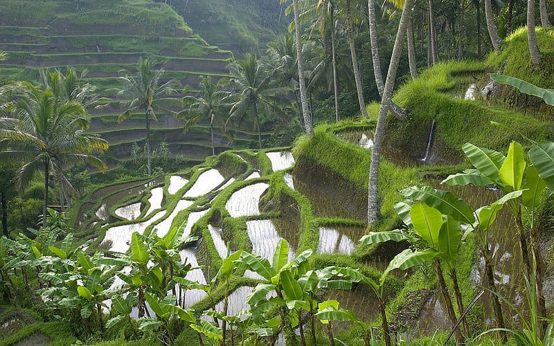 Terraced Rice Paddy, banana trees, terraced, rice paddy, garden, bali, HD wallpaper