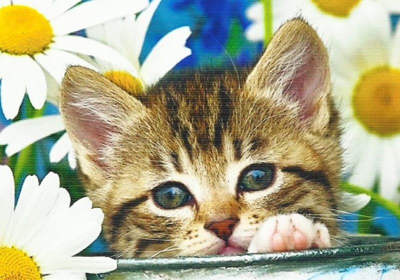 Tabby kitten in a flowerpot, cute, paws, tabby, flowerpot, kitten, daisy, HD wallpaper