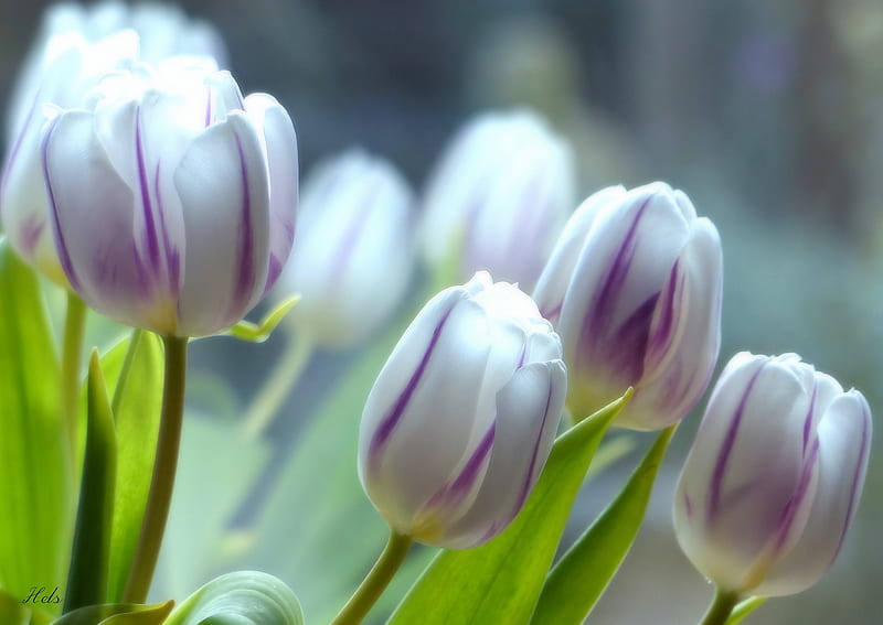 White And Purple Tulips, HD wallpaper