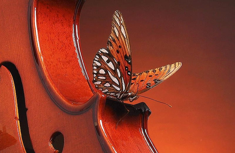 Violin and wings, violin, landing, butterfly, orange, music, black, white, HD wallpaper
