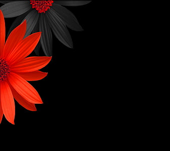 Colorful Flowers, background, black red, HD wallpaper | Peakpx