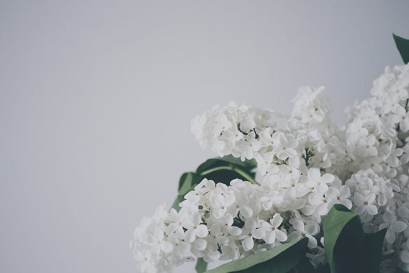 LILAC FLOWERS, LILAC, PRETTY, WHITE, FLOWERS, HD wallpaper | Peakpx